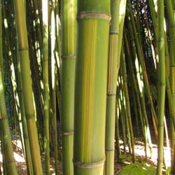 Bamboo Phyllostachys b. C. inversa